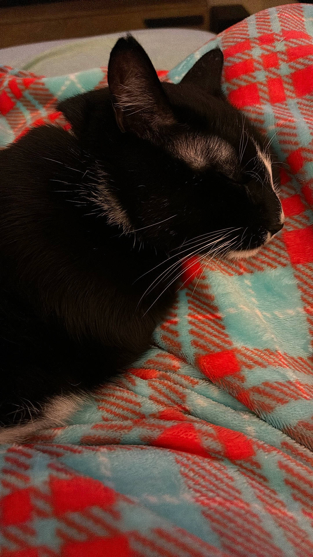 Tux joined the competition — help win amazing prizes! black_cat, bombay, carmine, carnivore, cat, comfort, domestic_short_haired_cat, felidae, fur, grey, leg, linens, pattern, paw, small_to_medium_sized_cats, snout, tail, terrestrial_animal, tints_and_shades, whiskers