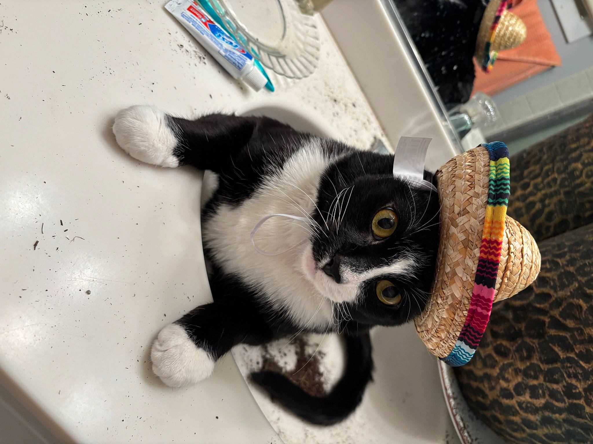 Tux is registered to the contest to win money with this photo: carnivore, cat, claw, computer_keyboard, domestic_short_haired_cat, fashion_accessory, felidae, fur, input_device, paw, peripheral, small_to_medium_sized_cats, stuffed_toy, tail, toy, whiskers