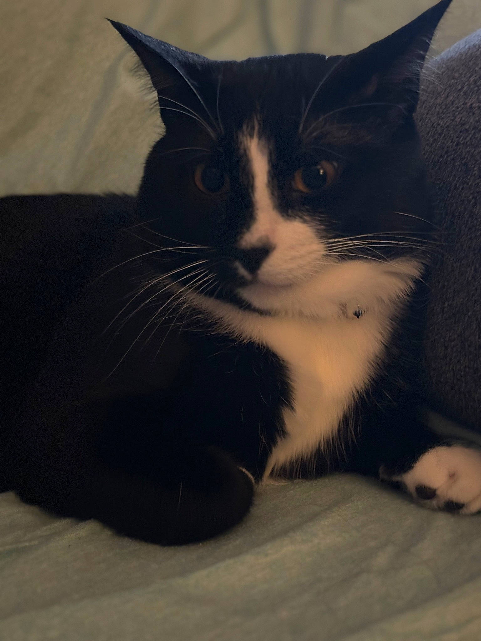 Tux is registered to the contest to win money with this photo: carnivore, cat, comfort, domestic_short_haired_cat, eye, felidae, flooring, fur, grey, hair, head, human_body, iris, leg, nose, small_to_medium_sized_cats, snout, tail, whiskers, wood