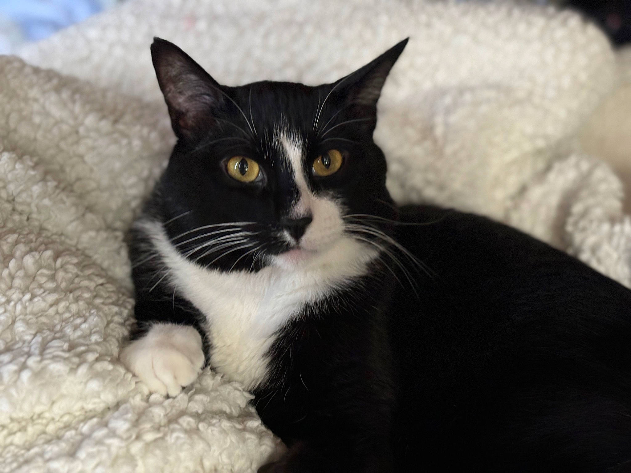Tux is registered to the contest to win money with this photo: black_cat, carnivore, cat, comfort, domestic_short_haired_cat, felidae, fur, grey, monochrome_photography, paw, sitting, small_to_medium_sized_cats, snout, tail, terrestrial_animal, whiskers