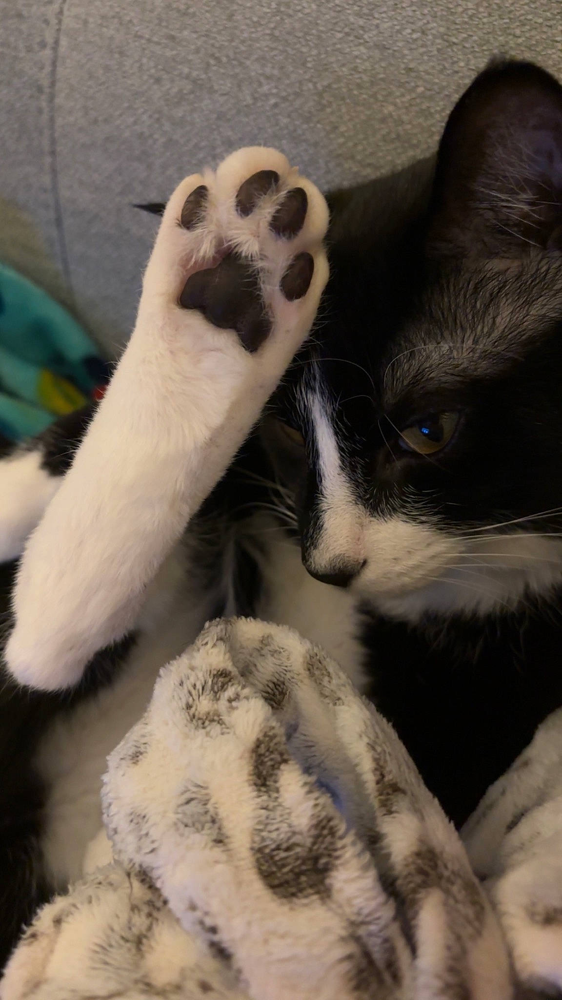 Tux is registered to the contest to win money with this photo: arm, carnivore, cat, comfort, eye, felidae, foot, gesture, glove, head, human_body, human_leg, leg, small_to_medium_sized_cats, snout, sports_equipment, thigh, toy, whiskers, wrist