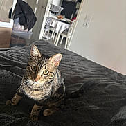 Félix a rejoint le concours — aidez-le/la à gagner de superbes lots ! animal, black_stripes, blanket, brown, cat, chair, cozy, curious, dining_table, domestic, ears, eyes, furniture, home, indoor, kitchen, pet, soft_texture, tabby, whiskers