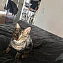 animal, black_stripes, blanket, brown, cat, chair, cozy, curious, dining_table, domestic, ears, eyes, furniture, home, indoor, kitchen, pet, soft_texture, tabby, whiskers