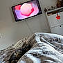 Félix participe au concours pour gagner de l'argent avec cette photo : animal, bed, blanket, cabinet, cat, cozy, decor, electronics, furniture, home, indoor, living_room, pattern, plant, relaxed, resting, tabby_cat, television, vase, wall_mounted_tv