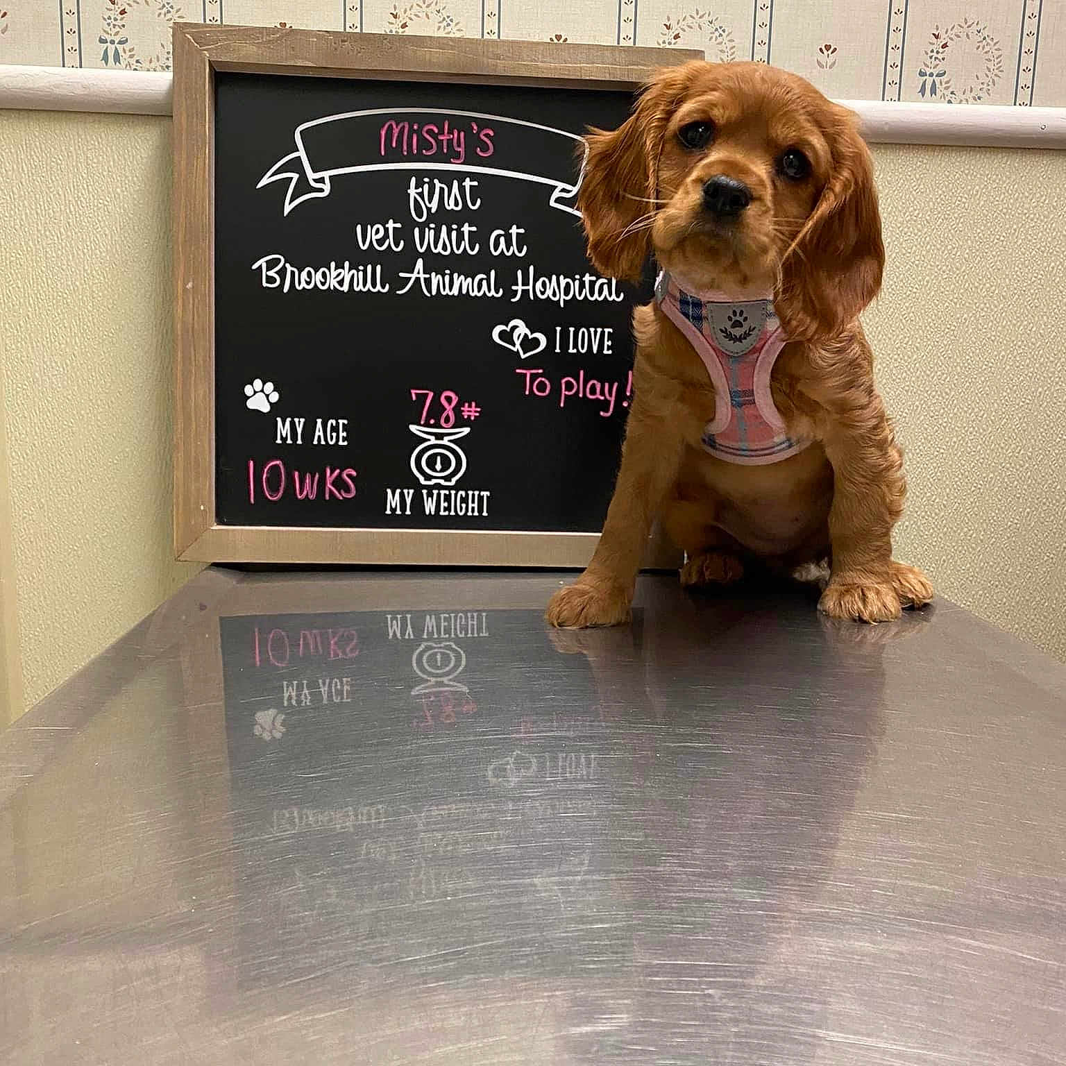 Misty joined the competition — help win amazing prizes! blackboard, canidae, carnivore, chalk, clock, companion_dog, dog, dog_breed, dog_supply, flooring, font, hardwood, liver, pet_supply, rectangle, snout, sporting_group, toy_dog, wood, working_animal