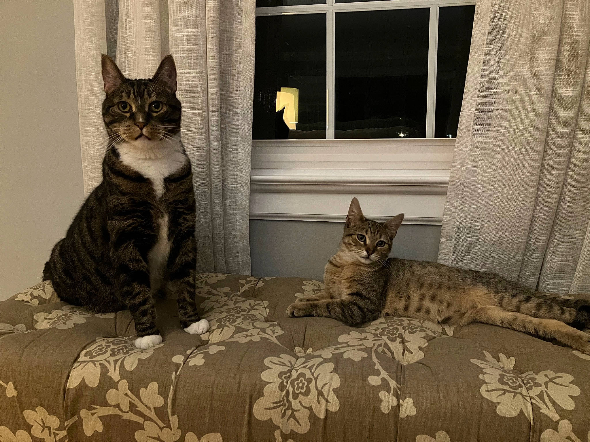 Fig is registered to the contest to win money with this photo: bedding, carnivore, cat, cat_supply, comfort, curtain, domestic_short_haired_cat, felidae, flooring, fur, grey, linens, mammal, room, small_to_medium_sized_cats, snout, tail, textile, whiskers, window