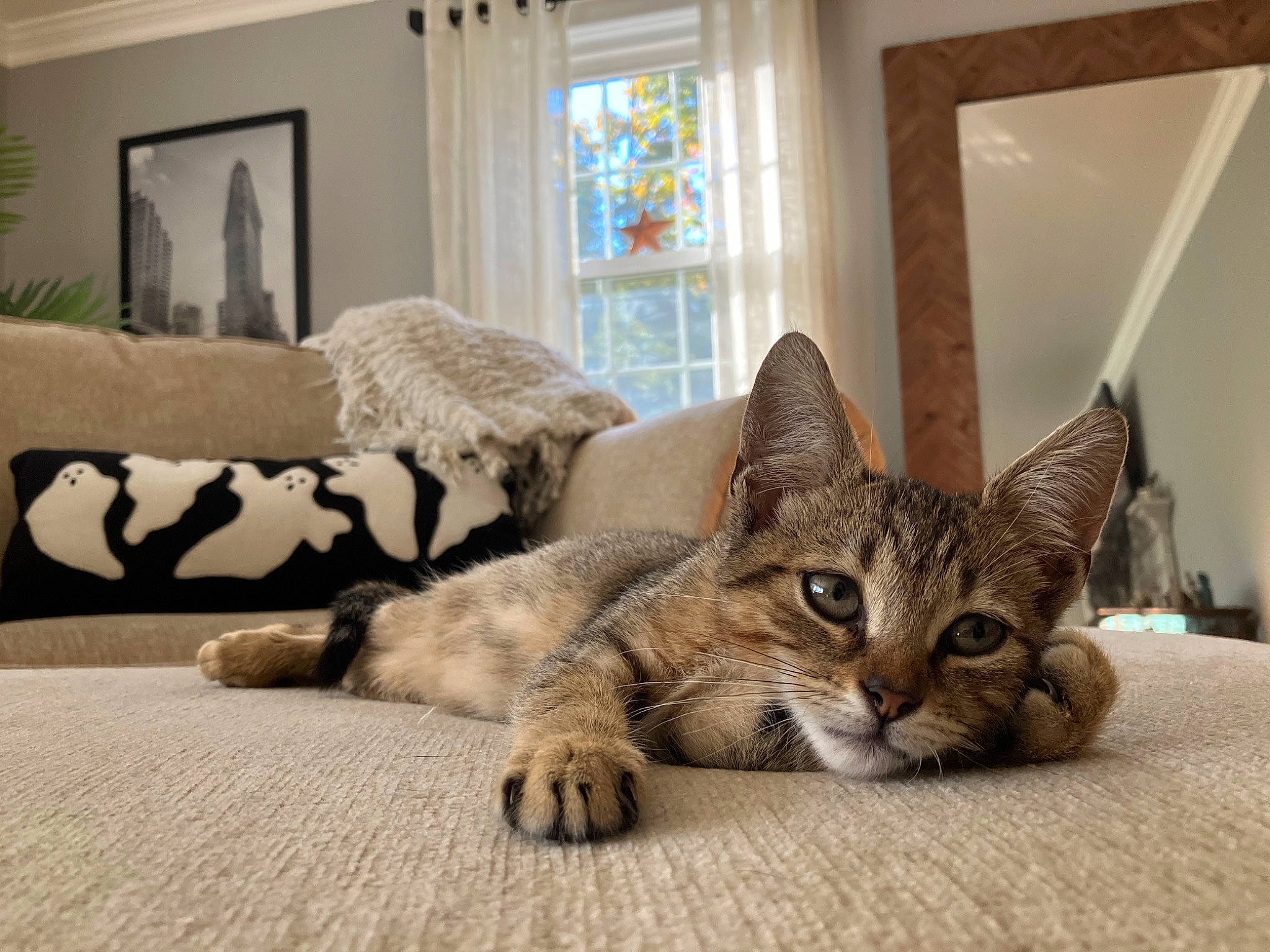 Fig joined the competition — help win amazing prizes! carnivore, cat, comfort, couch, domestic_short_haired_cat, door, felidae, flooring, fur, grey, hardwood, linens, living_room, picture_frame, room, small_to_medium_sized_cats, studio_couch, whiskers, window, wood