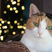 Calypso is registered to the contest to win money with this photo: cat, calico_cat, green_eyes, close_up, portrait, bokeh, lights, cushion, indoor, pet, feline, whiskers, relaxed, cozy, animal, fur, mammal, domestic_animal, resting, soft_lighting