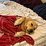 Riggs joined the competition — help win amazing prizes! dog, golden_retriever, bed, blanket, pillow, resting, cozy, indoor, pet, sleepy, fur, canine, comfort, relaxed, household, animal, cute, laying_down, domestic, warm