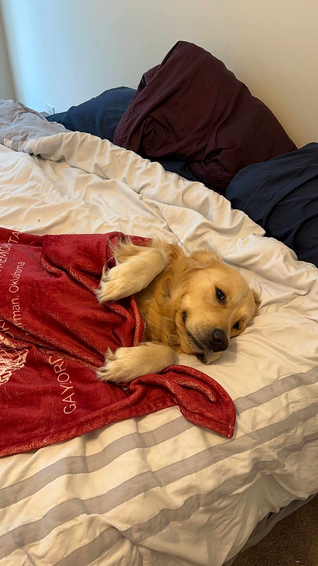 Riggs joined the competition — help win amazing prizes! dog, golden_retriever, bed, blanket, pillow, resting, cozy, indoor, pet, sleepy, fur, canine, comfort, relaxed, household, animal, cute, laying_down, domestic, warm