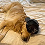 Riggs joined the competition — help win amazing prizes! dog, golden_retriever, bed, sleeping, cap, hat, indoor, blanket, pillow, resting, pet, canine, fur, animal, cozy, window, curtains, light, relaxation, comfortable