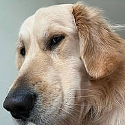 Riggs joined the competition — help win amazing prizes! dog, golden_retriever, close_up, pet, animal, fur, face, snout, ears, whiskers, canine, portrait, domestic_animal, muzzle, friendly, cute, companion, looking_away, indoor, soft_light