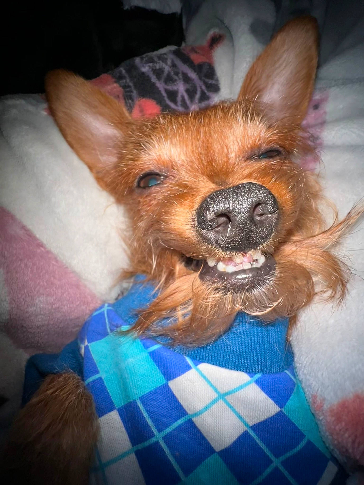 Gilbert joined the competition — help win amazing prizes! carnivore, comfort, companion_dog, dog, dog_breed, dog_supply, ear, fawn, fur, liver, pattern, plaid, snout, sporting_group, tartan, terrestrial_animal, terrier, toy_dog, whiskers, working_animal