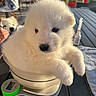 Kirua participe au concours pour gagner de l'argent avec cette photo : puppy, dog, white_fur, fluffy, bowl, digital_scale, outdoor, sunlight, table, playhouse, background, pet, cute, animal, fur, nose, paw, domestic_animal, companion, curious