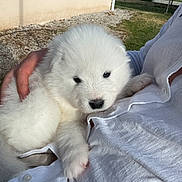 Kirua a rejoint le concours — aidez-le/la à gagner de superbes lots ! puppy, dog, white_fur, fluffy, cute, pet, animal, person, hand, outdoor, grass, house, window, shirt, cuddle, resting, young, portrait, daylight, nature