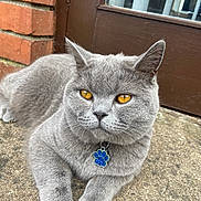 Thor joined the competition — help win amazing prizes! cat, gray_cat, amber_eyes, pet, collar, tag, paw_shaped_tag, relaxed, outdoor, concrete, door, brick_wall, fur, animal, close_up, whiskers, ears, paws, domestic_cat, cute