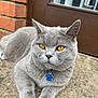 cat, gray_cat, amber_eyes, pet, collar, tag, paw_shaped_tag, relaxed, outdoor, concrete, door, brick_wall, fur, animal, close_up, whiskers, ears, paws, domestic_cat, cute