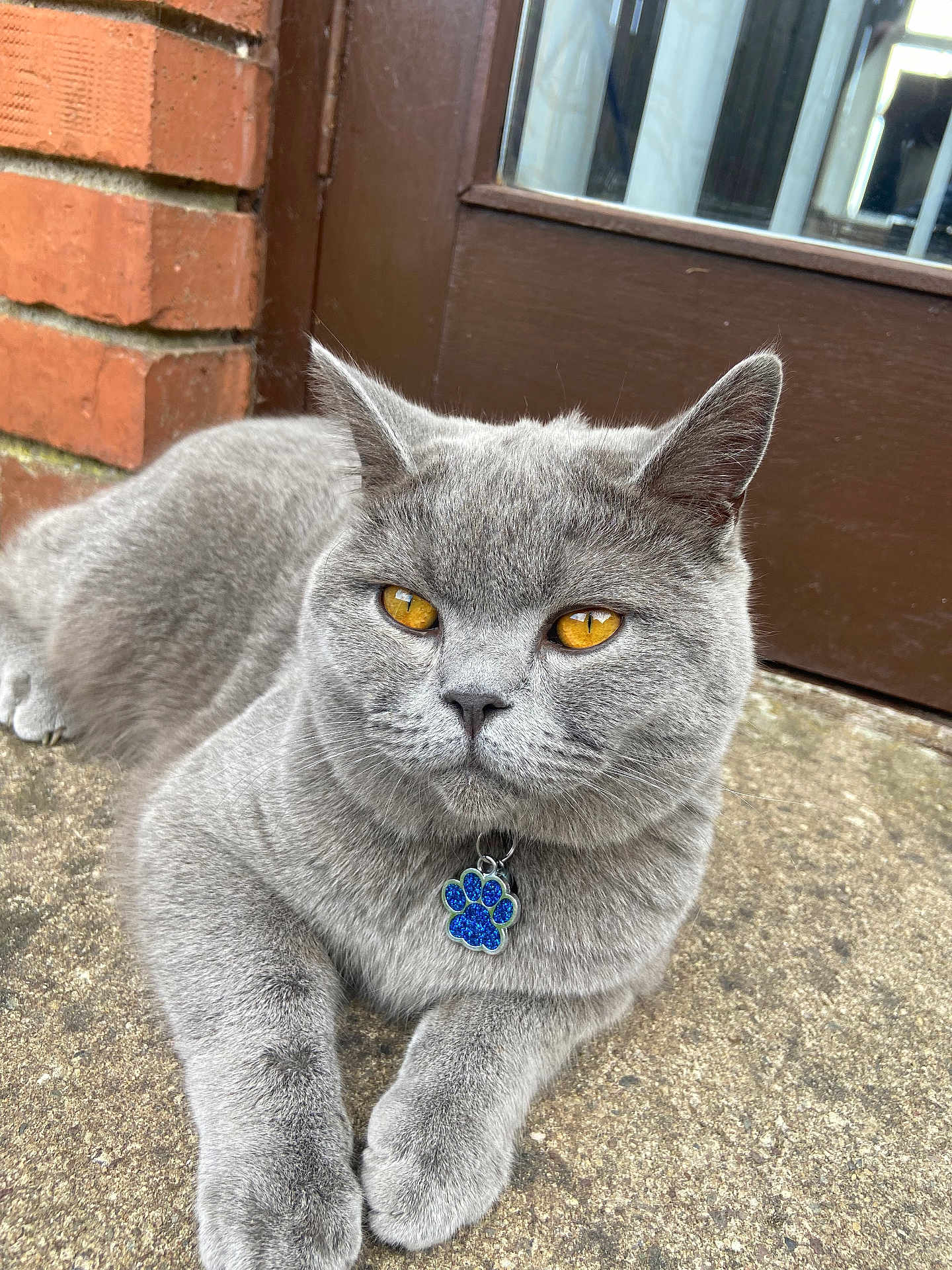 Thor joined the competition — help win amazing prizes! cat, gray_cat, amber_eyes, pet, collar, tag, paw_shaped_tag, relaxed, outdoor, concrete, door, brick_wall, fur, animal, close_up, whiskers, ears, paws, domestic_cat, cute