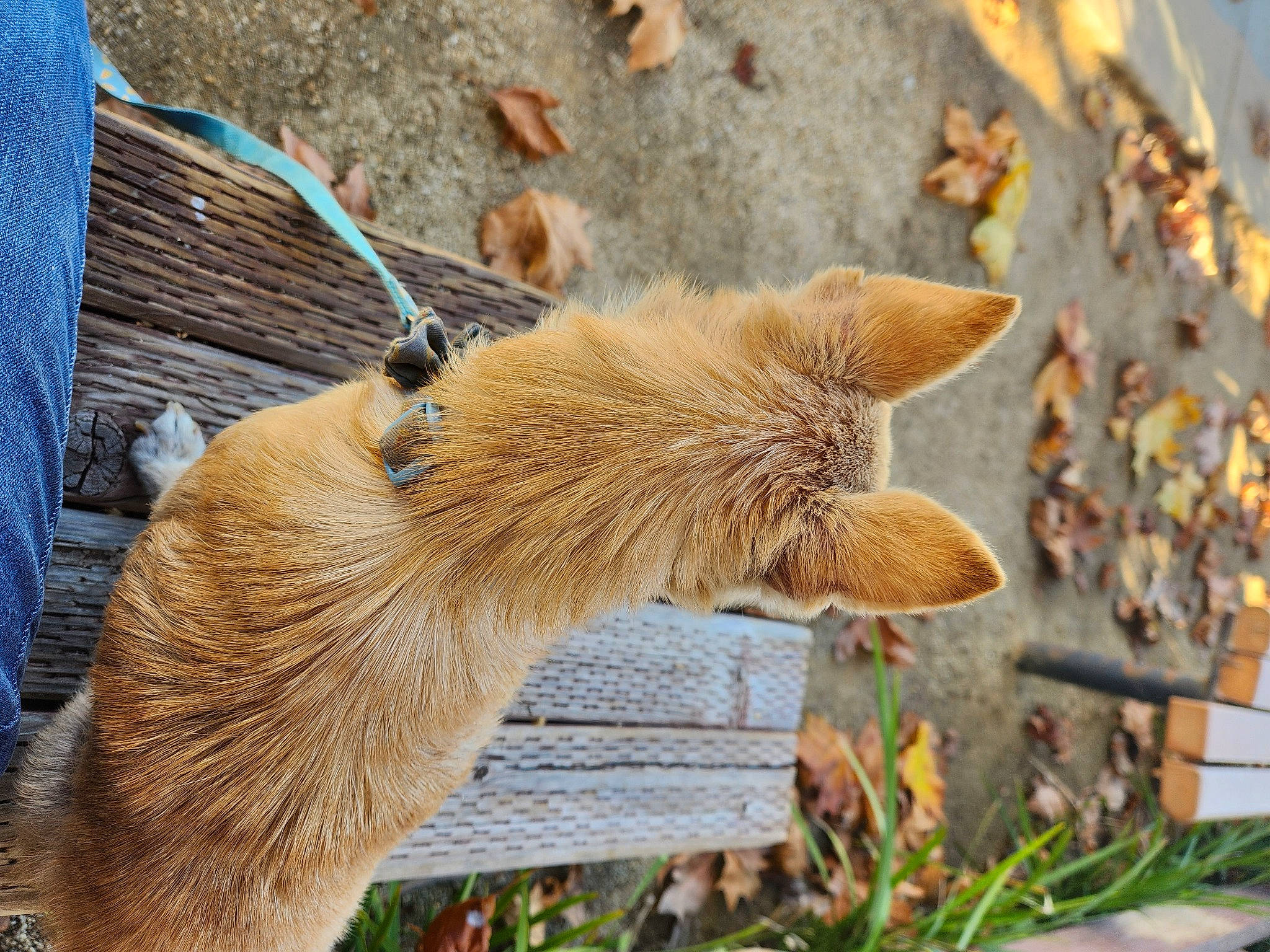 Magi joined the competition — help win amazing prizes! canidae, carnivore, claw, dog_breed, domestic_short_haired_cat, fawn, felidae, fox, fur, grass, plant, red_fox, small_to_medium_sized_cats, spitz, sporting_group, tail, terrestrial_animal, whiskers, wildlife, wood