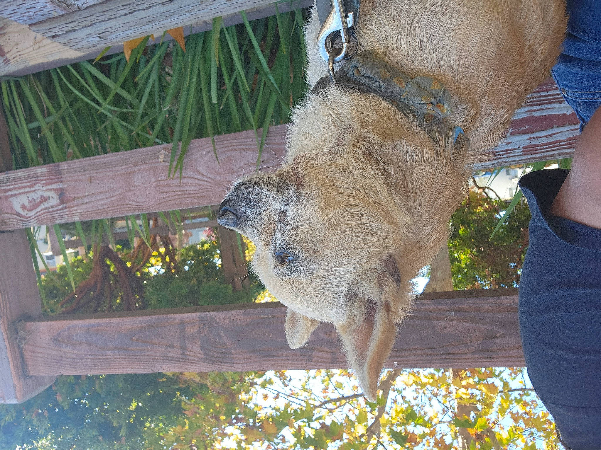 Magi joined the competition — help win amazing prizes! claw, fawn, foot, fur, human_leg, koala, marsupial, plant, rodent, snout, tail, terrestrial_animal, wildlife, wood, working_animal, zoo