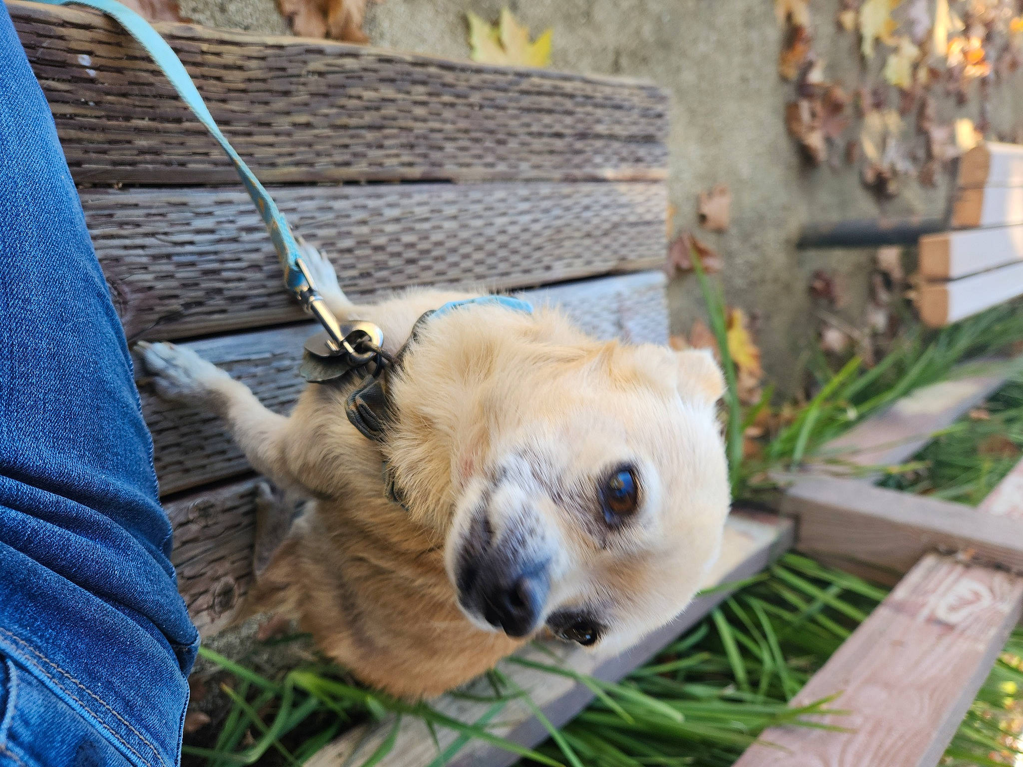 Magi is registered to the contest to win money with this photo: animal_shelter, blue, cage, canidae, carnivore, companion_dog, dog, dog_breed, dog_supply, fawn, fur, grass, pet_supply, plant, snout, sporting_group, terrestrial_animal, whiskers, wildlife, wood