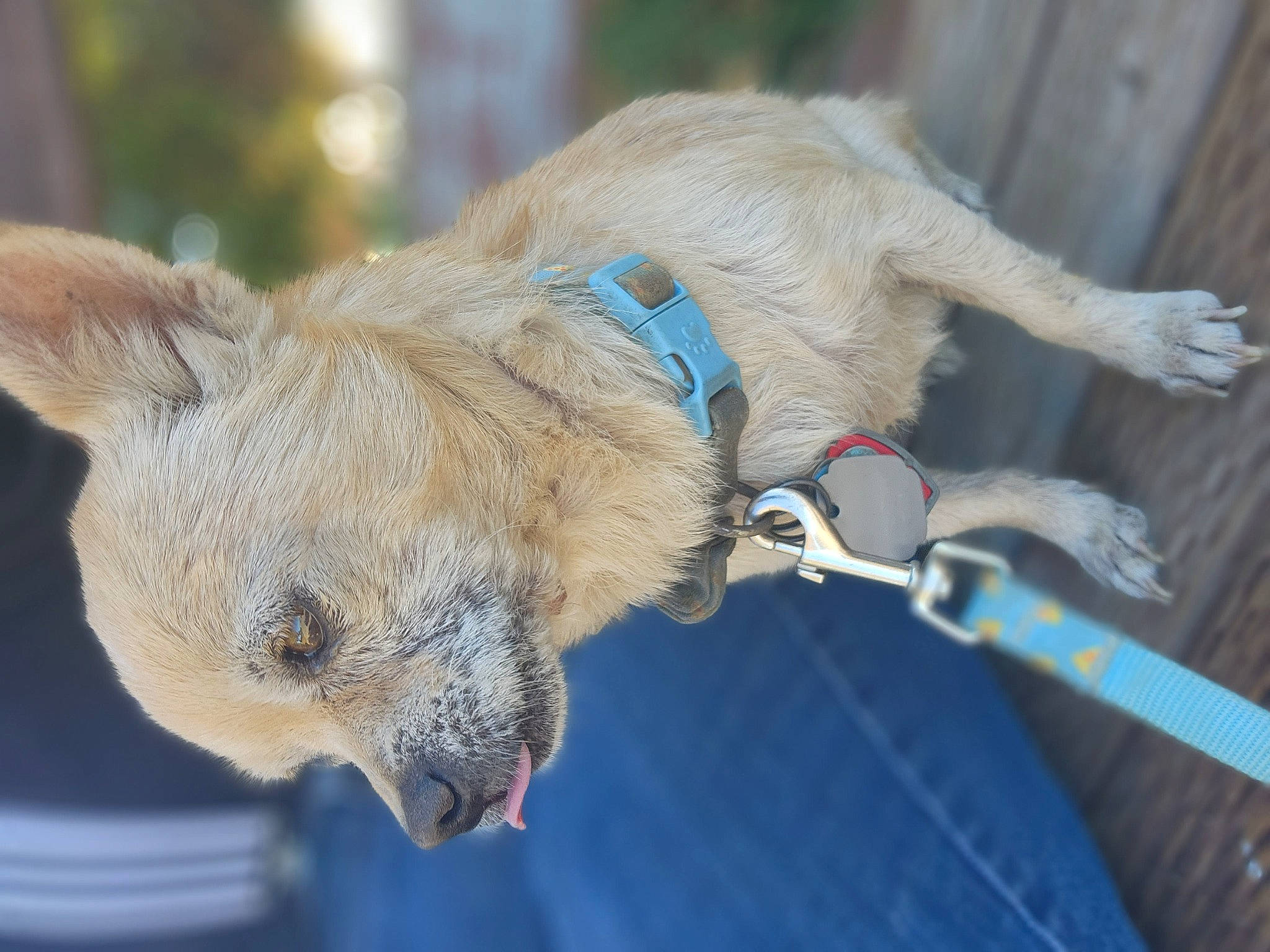 Magi joined the competition — help win amazing prizes! canidae, carnivore, claw, collar, companion_dog, dog, dog_breed, dog_collar, electric_blue, fawn, fur, leash, paw, puppy, sporting_group, tail, terrestrial_animal, whiskers, wing, working_animal