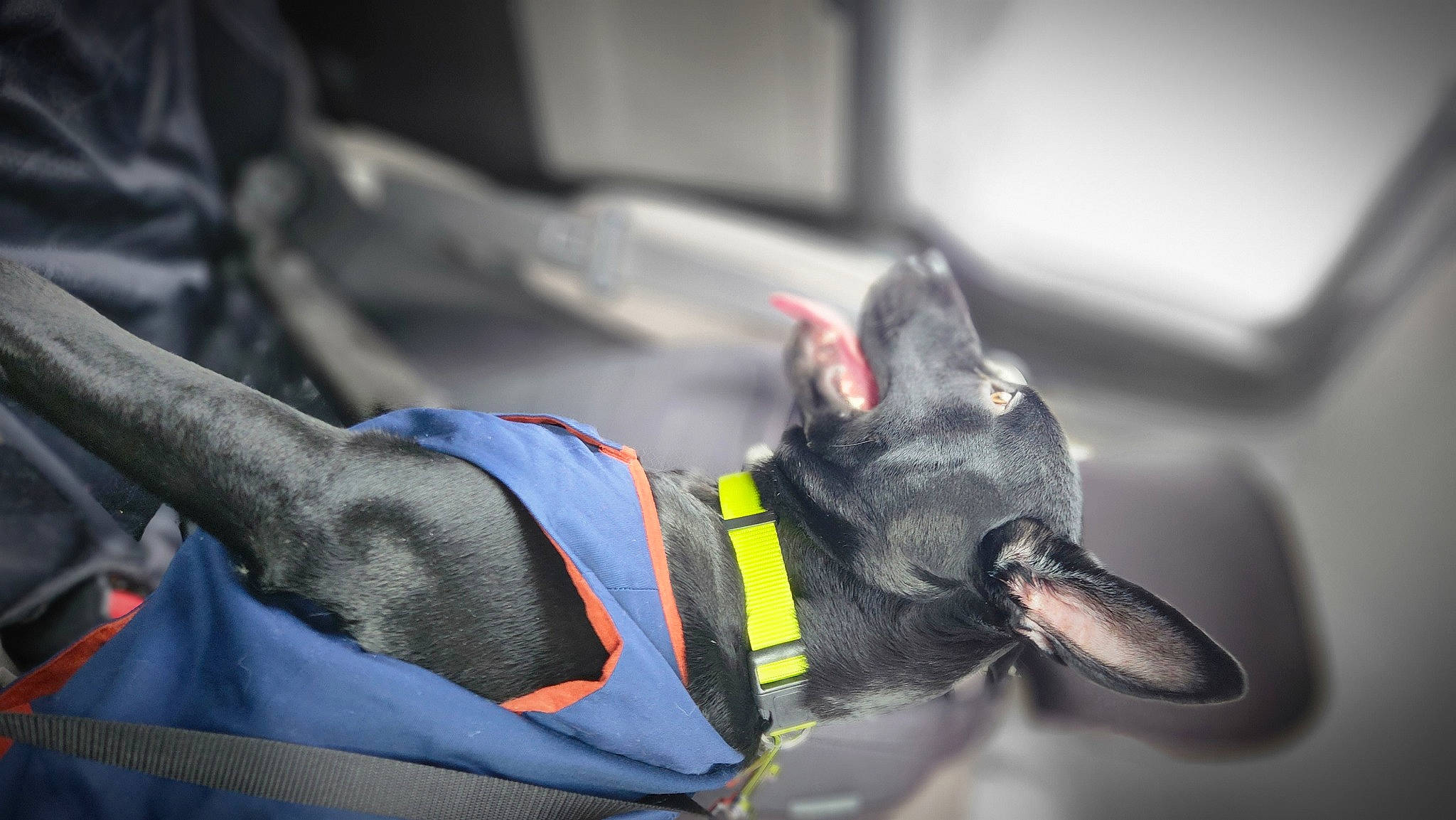 Bella is registered to the contest to win money with this photo: auto_part, automotive_design, automotive_exterior, automotive_lighting, automotive_wheel_system, canidae, carmine, carnivore, collar, dog, dog_breed, family_car, fashion_accessory, motor_vehicle, personal_luxury_car, personal_protective_equipment, sporting_group, vehicle, vehicle_door, working_animal