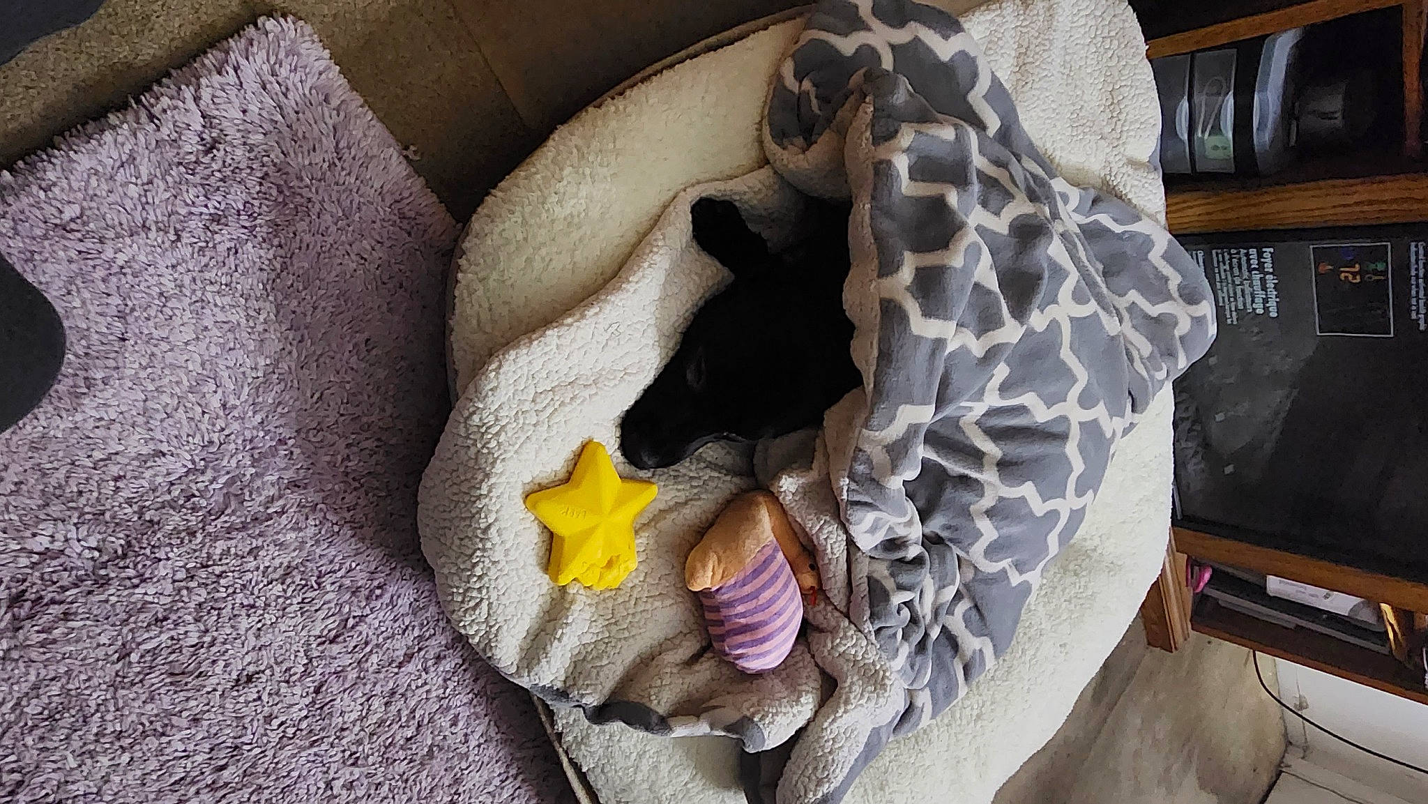 Bella is registered to the contest to win money with this photo: art, baby_products, car_seat, carnivore, comfort, fashion_accessory, felidae, flooring, flower, fur, grey, linens, pattern, petal, plant, plush, room, stuffed_toy, thread, window