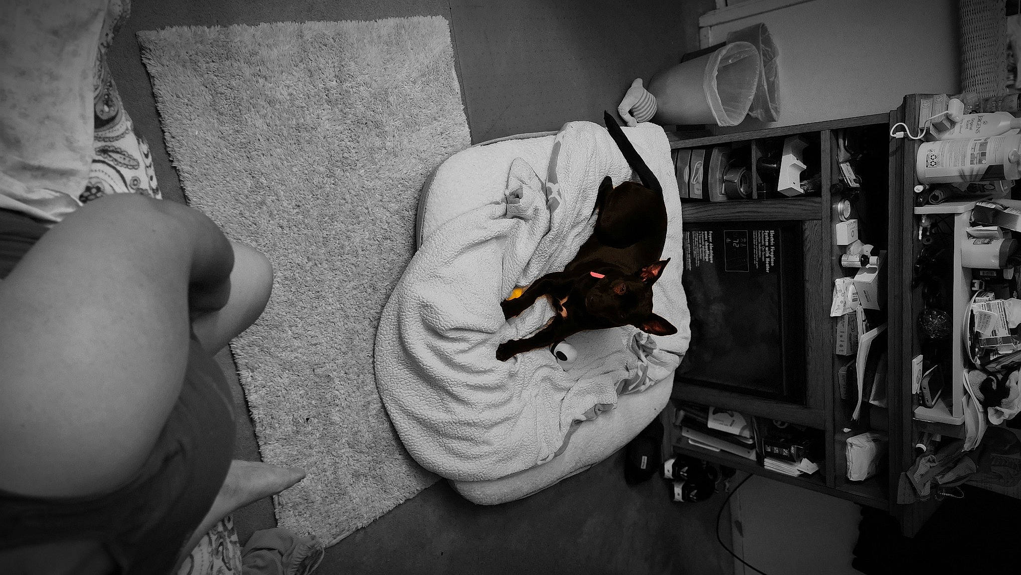 Bella joined the competition — help win amazing prizes! audio_equipment, black, chair, comfort, companion_dog, couch, darkness, dog, grey, human_leg, knee, living_room, machine, monochrome, monochrome_photography, room, shelf, sitting, style, thigh