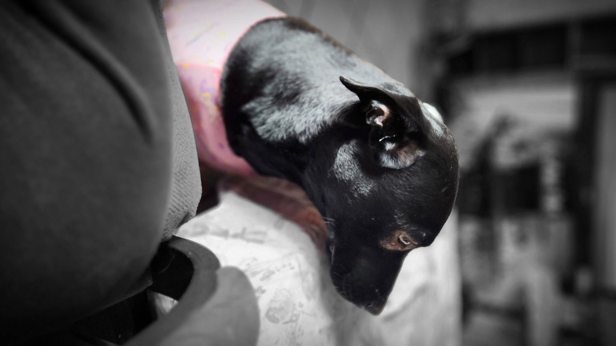 Bella joined the competition — help win amazing prizes! carnivore, comfort, companion_dog, darkness, dog, dog_breed, ear, fawn, felidae, fur, gesture, grey, guard_dog, nail, snout, sporting_group, terrestrial_animal, toy_dog, whiskers, working_animal