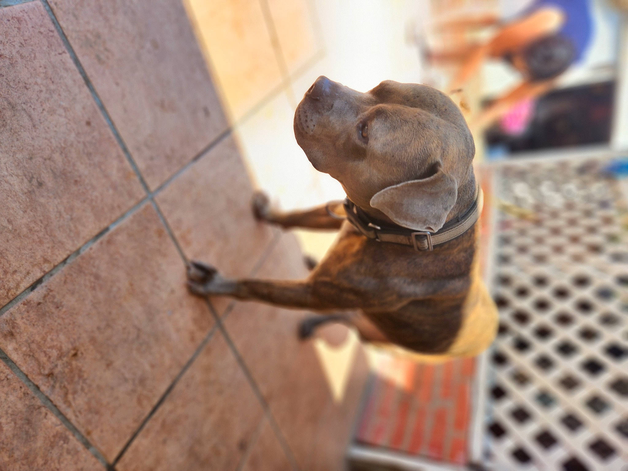 Jake is registered to the contest to win money with this photo: canidae, carnivore, collar, companion_dog, dog, dog_breed, fawn, flooring, guard_dog, hardwood, liver, metal, non_sporting_group, pet_supply, snout, sporting_group, tail, terrestrial_animal, wood, working_animal