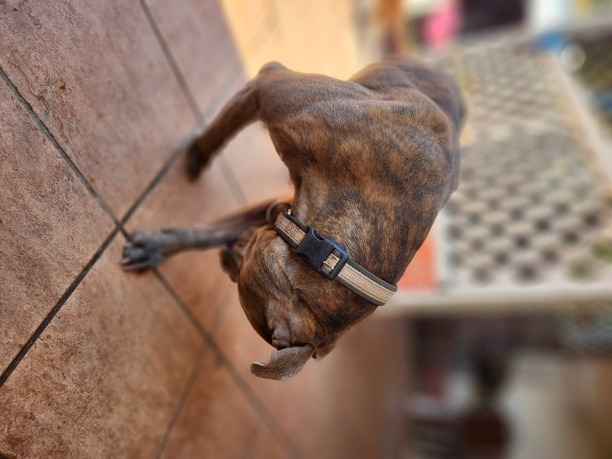 Jake is registered to the contest to win money with this photo: canidae, carnivore, claw, collar, companion_dog, dog, dog_breed, dog_collar, fashion_accessory, fawn, fur, leash, liver, metal, pet_supply, snout, sporting_group, wood, working_animal, wrinkle