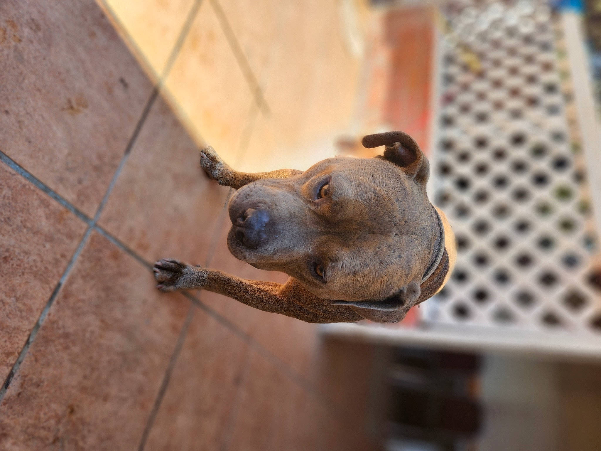 Jake is registered to the contest to win money with this photo: canidae, carnivore, dog, dog_breed, fawn, flooring, fur, great_dane, hardwood, liver, metal, pet_supply, sculpture, snout, sporting_group, terrestrial_animal, whiskers, wildlife, wood, working_animal