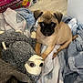puppy, dog, pug, stuffed_animal, blanket, sheet, floor, indoor, pet, toy, cozy, curious, small_dog, brown_dog, fabric, home, laundry, detergent_box, cute, animal