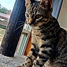 Cosmo is registered to the contest to win money with this photo: animal, brown_fur, carpet, cat, cat_tree, close_up, cozy, ears, feline, green_eyes, indoors, pet, photography, portrait, sitting, striped_fur, sunlight, tabby_cat, whiskers, window