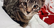 Cosmo is registered to the contest to win money with this photo: alert, animal, bed, bedding, blanket, cat, close_up, cute, ears, eyes, feline, indoors, kitten, pet, portrait, red, striped, tabby, whiskers, white