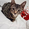 alert, animal, bed, bedding, blanket, cat, close_up, cute, ears, eyes, feline, indoors, kitten, pet, portrait, red, striped, tabby, whiskers, white