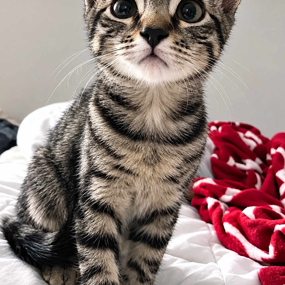 Cosmo