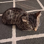 Cosmo joined the competition — help win amazing prizes! black_fur, brown_fur, cat, closed_eyes, cozy, electronic_cables, feline, floor, geometric_pattern, indoor, lying_down, pet, pointed_ears, rug, sleeping, striped_fur, tabby, table, toys, whiskers