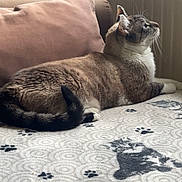 Elvis participe au concours pour gagner de l'argent avec cette photo : cat, feline, pet, indoor, blanket, paw_prints, pattern, cozy, resting, side_view, fur, whiskers, couch, pillow, radiator, relaxed, domestic_animal, home, soft_light, window_light