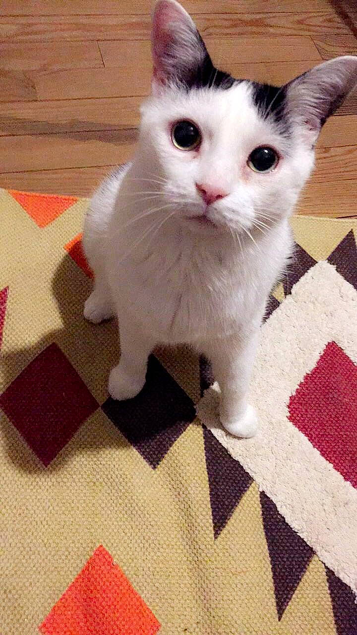 Voltaire participe au concours pour gagner de l'argent avec cette photo : asian, carnivore, cat, domestic_short_haired_cat, fawn, felidae, fur, japanese_bobtail, khao_manee, kitten, mammal, polydactyl_cat, ragdoll, small_to_medium_sized_cats, turkish_angora, turkish_van, vertebrate, whiskers