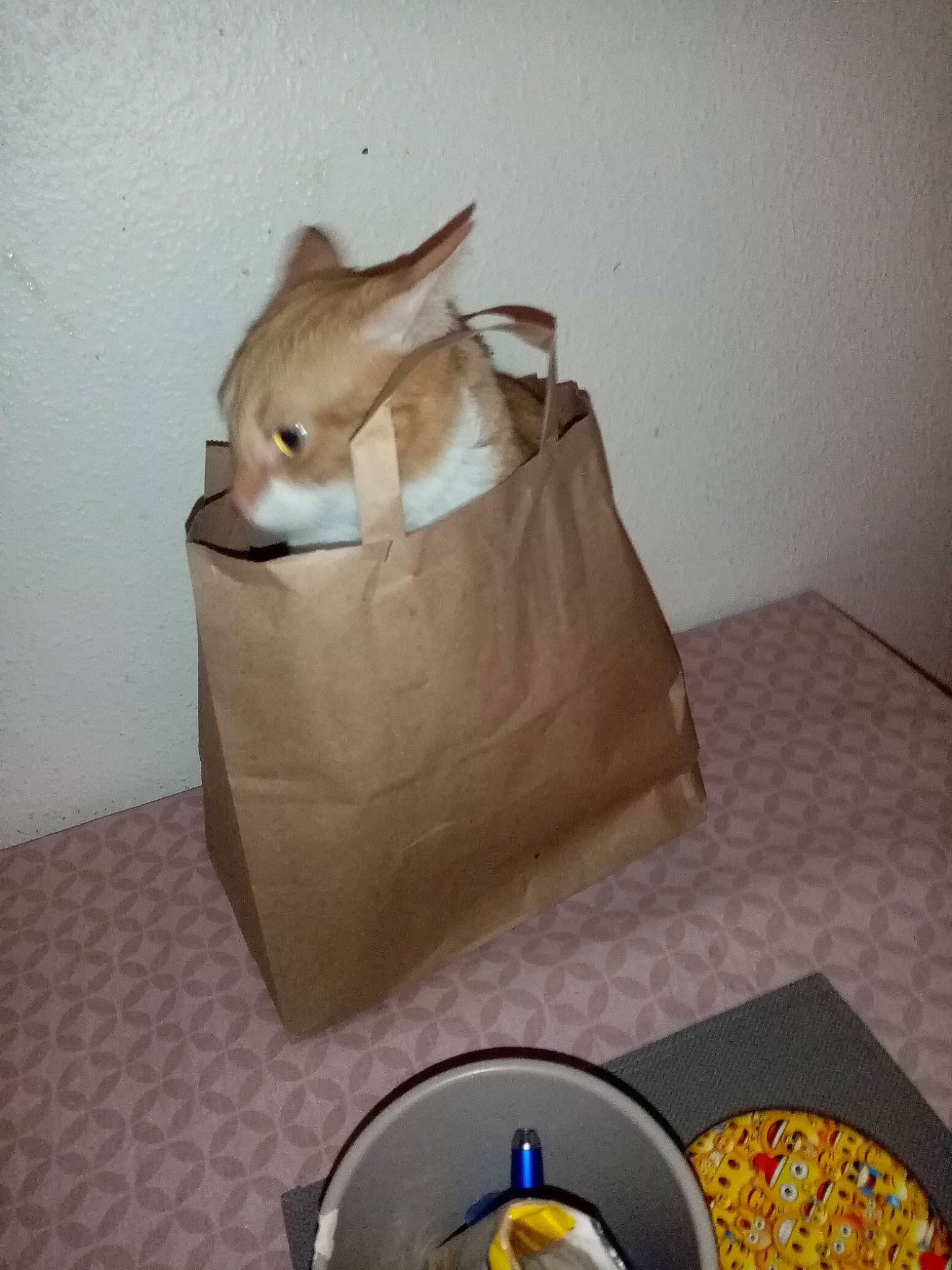 Nougat participe au concours pour gagner de l'argent avec cette photo : canidae, carnivore, fawn