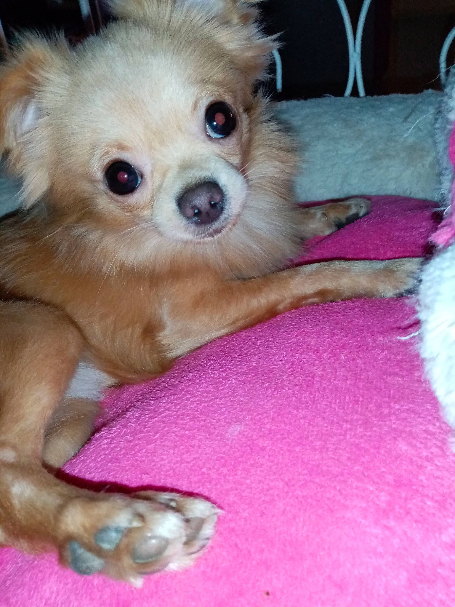 Charli participe au concours pour gagner de l'argent avec cette photo : canidae, carnivore, companion_dog, dog, dog_breed, dog_toy, fawn, maltepoo, mammal, pink, pomeranian, puppy, puppy_love, skin, small_greek_domestic_dog, snout, sporting_group, toy_dog, vertebrate, yorkipoo