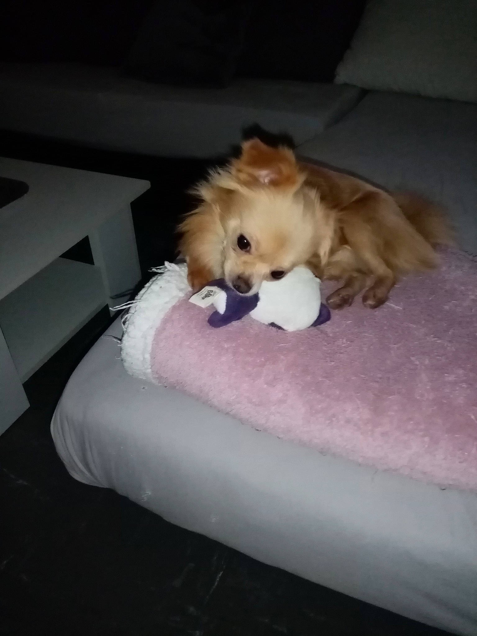 Charli a rejoint le concours — aidez-le/la à gagner de superbes lots ! bed, canidae, carnivore, cavachon, companion_dog, dog, dog_breed, fawn, furniture, non_sporting_group, pembroke_welsh_corgi, pomeranian, puppy, spitz, toy_dog