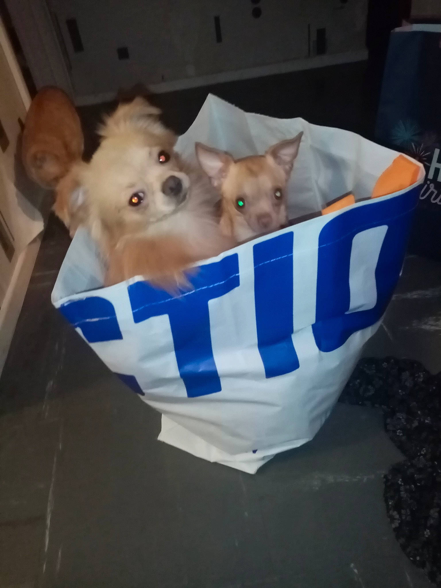 Charli a rejoint le concours — aidez-le/la à gagner de superbes lots ! canidae, carnivore, cat, companion_dog, dog_breed, fawn, felidae, kitten, puppy, small_to_medium_sized_cats