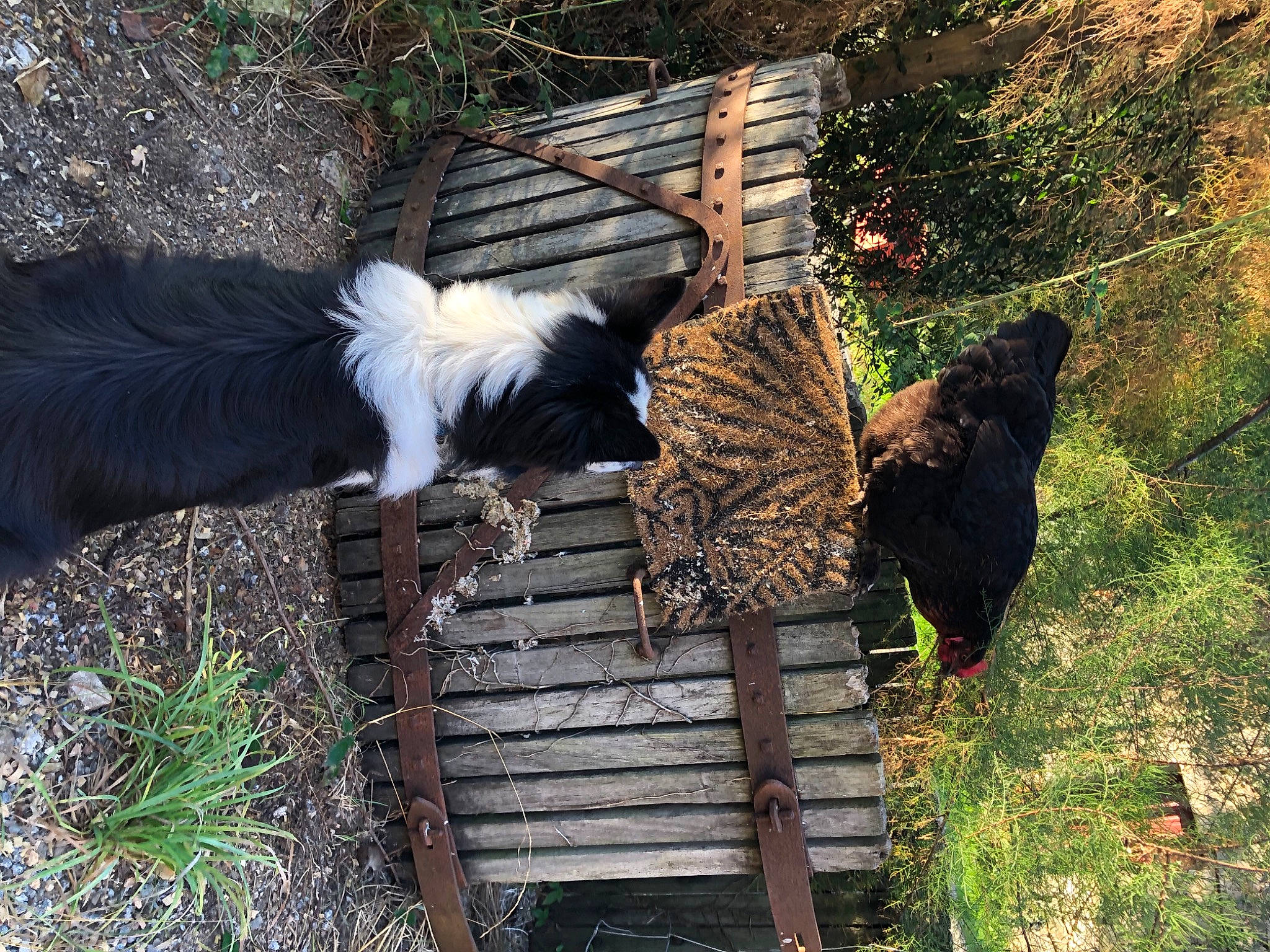 Fangio participe au concours pour gagner de l'argent avec cette photo : beak, bird, canidae, chicken, feather, galliformes, grass, home_fencing, landscape, livestock, phasianidae, plant, poultry, soil, sporting_group, tail, trunk, wildlife, wing, wood