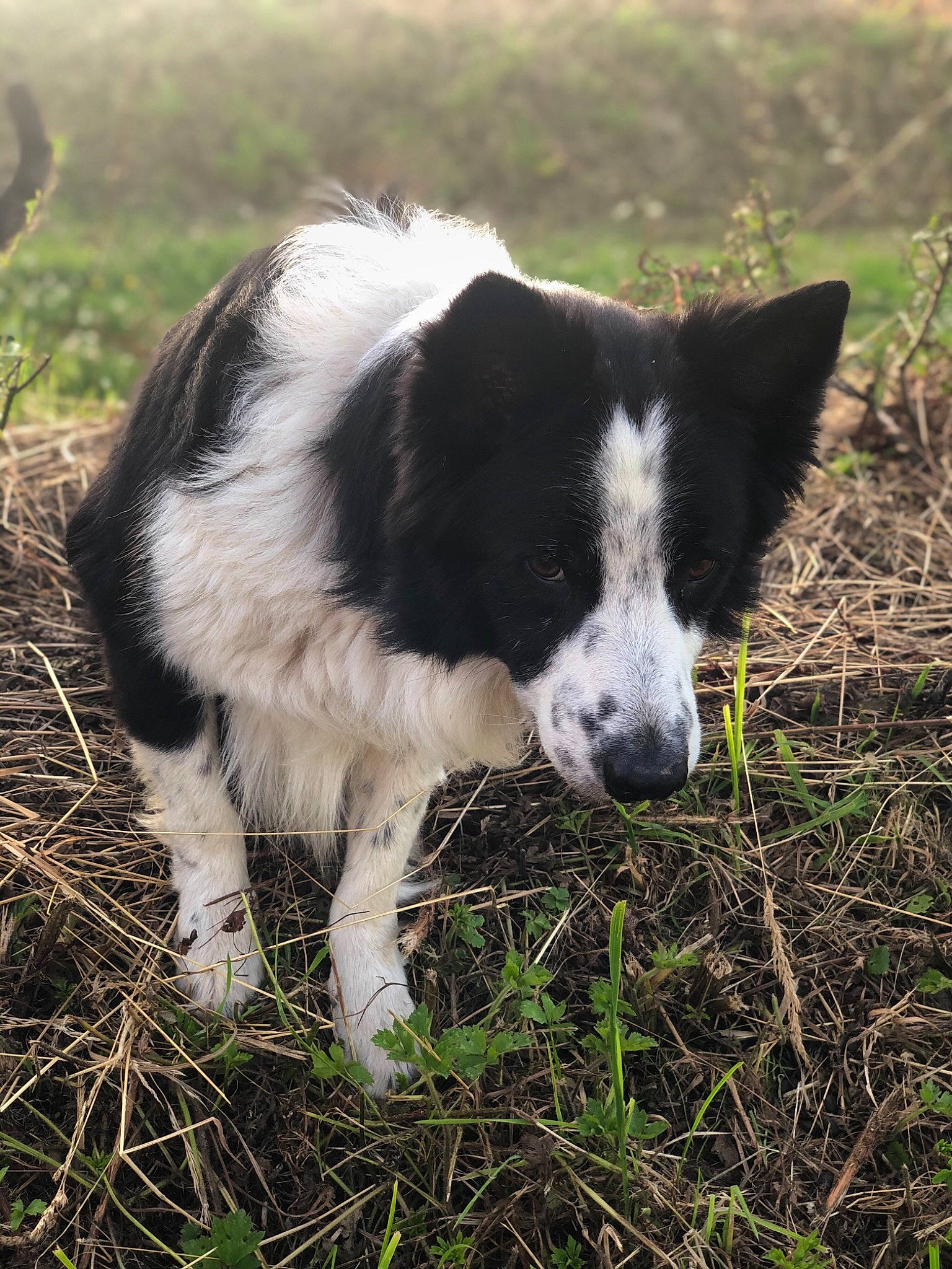 Fangio participe au concours pour gagner de l'argent avec cette photo : border_collie, canidae, carnivore, companion_dog, dog, dog_breed, fur, grass, grassland, herding_dog, pasture, plant, snout, soil, sporting_group, tail, terrestrial_animal, whiskers, working_animal, working_dog