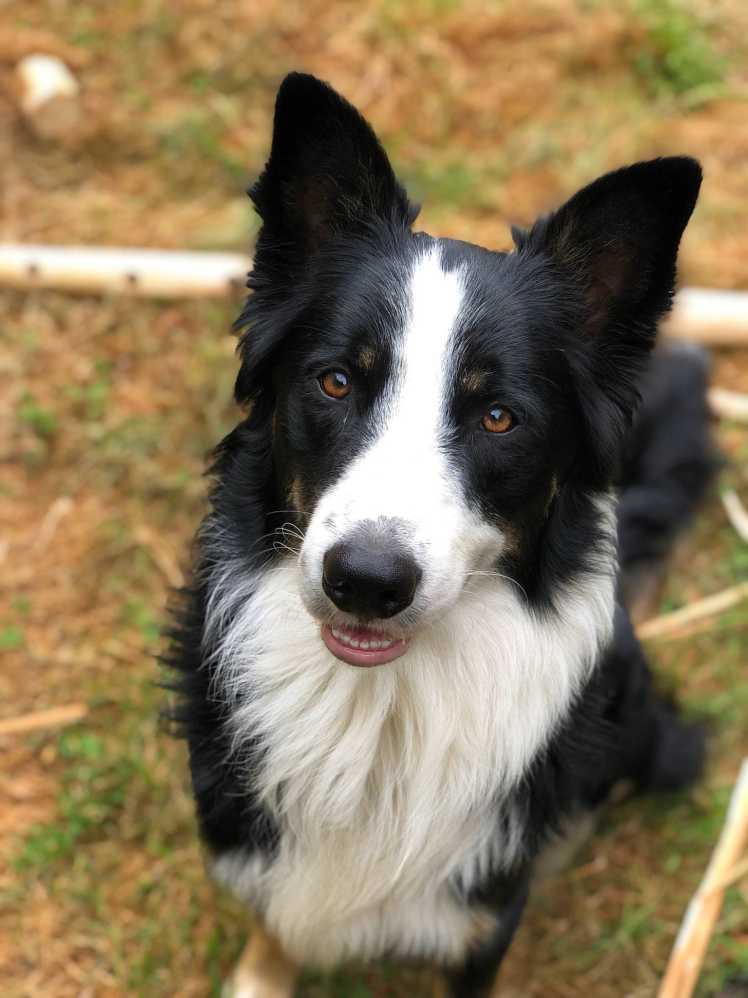 Nobel participe au concours pour gagner de l'argent avec cette photo : australian_collie, australian_shepherd, border_collie, canidae, carnivore, companion_dog, dog, dog_breed, fur, grass, herding_dog, mcnab, plant, snout, sporting_group, terrestrial_animal, whiskers, working_animal, working_dog
