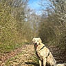Virgule participe au concours pour gagner de l'argent avec cette photo : animal, blue_sky, cobblestone, daytime, dog, forest, fur, golden_retriever, happy, harness, leaves, mammal, nature, outdoor, path, pet, sitting, sunlight, trail, tree