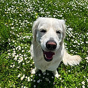 Virgule participe au concours pour gagner de l'argent avec cette photo : animal, canine, daisies, daytime, dog, flowers, fur, golden_retriever, grass, greenery, happy, nature, outdoor, pet, playful, sitting, smiling, summer, sunlight, tongue_out